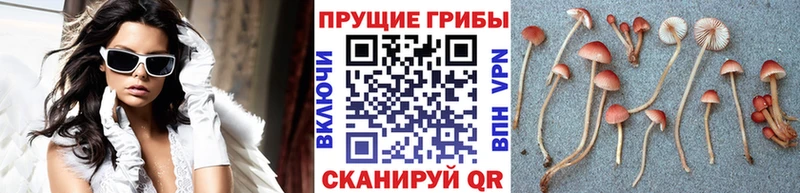 Галлюциногенные грибы Magic Shrooms Кинешма